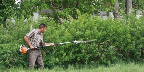Жив плет (бързо растящо многогодишно вечнозелено растение): имена и снимки